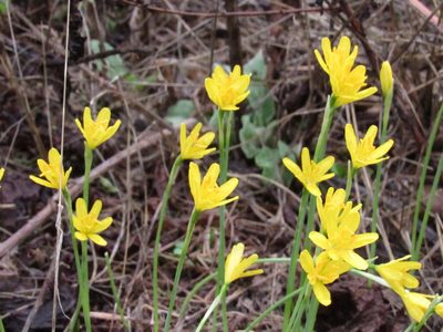 Narcissus cavanillesii, photographed by Santiago Martín-Bravo