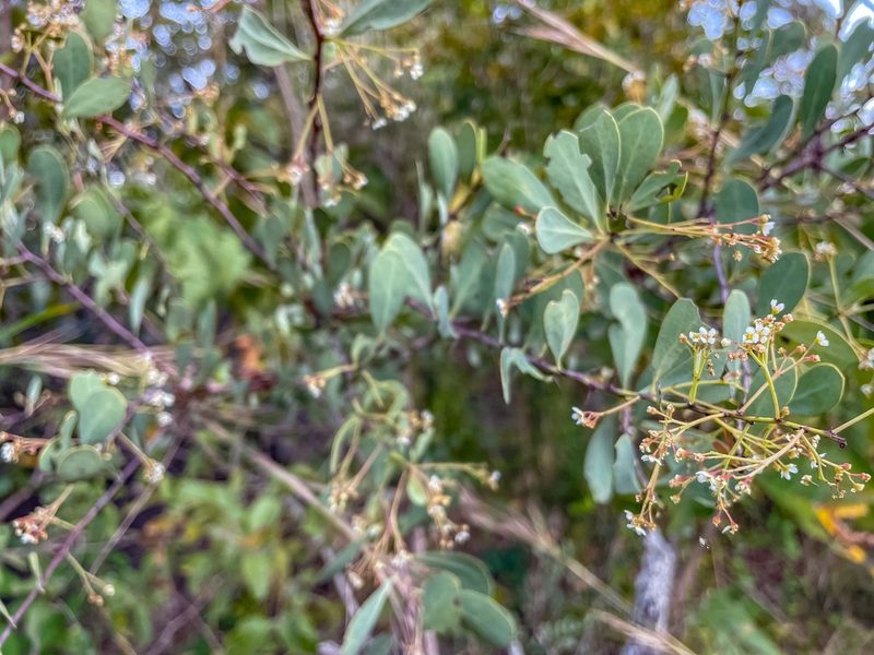 Gymnosporia glaucophylla, photographed by Ronald Olivier