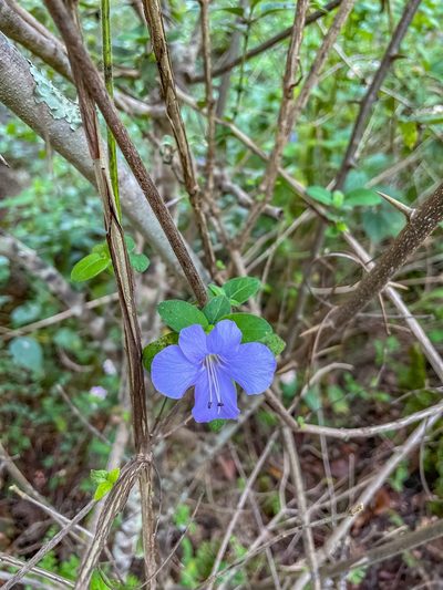 Barleria gueinzii, photographed by Ronald Olivier