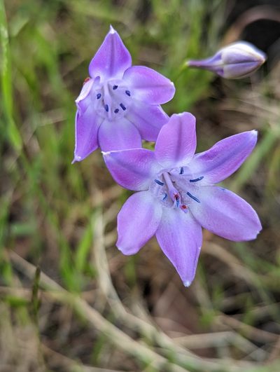 Triteleia bridgesii, photographed by My-Lan Le