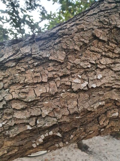 Faidherbia albida, photographed by liam1294