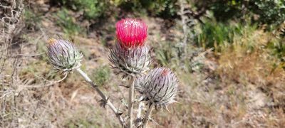 Cirsium occidentale