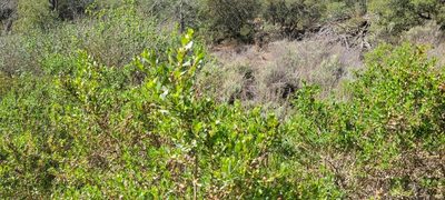 Baccharis pilularis, photographed by Amthinkia