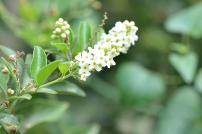 Citharexylum berlandieri, photographed by Center for Urban Ecology