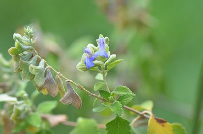 Salvia ballotiflora, photographed by Center for Urban Ecology