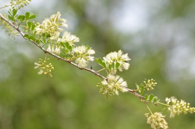 Senegalia wrightii, photographed by Center for Urban Ecology