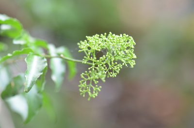 Amyris texana, photographed by Center for Urban Ecology