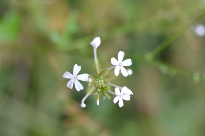 Plumbago zeylanica, photographed by Center for Urban Ecology