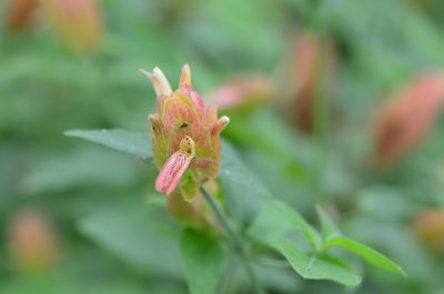 Justicia brandegeeana, photographed by Center for Urban Ecology
