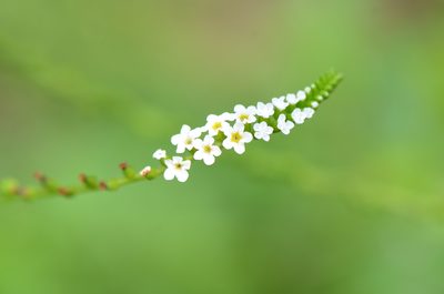 Heliotropium angiospermum, photographed by Center for Urban Ecology
