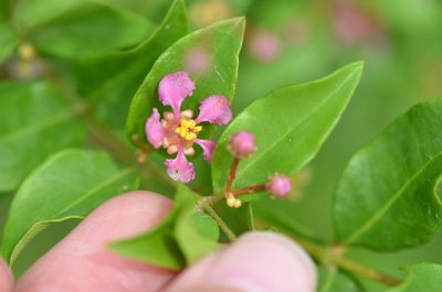 Malpighia glabra, photographed by Center for Urban Ecology