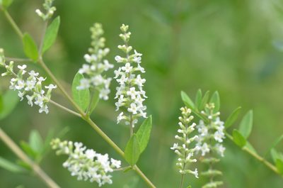 Aloysia gratissima, photographed by Center for Urban Ecology