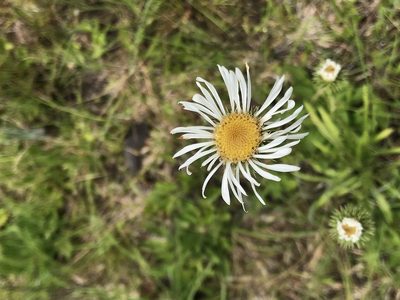 Eurybia eryngiifolia, photographed by Brandon Corder
