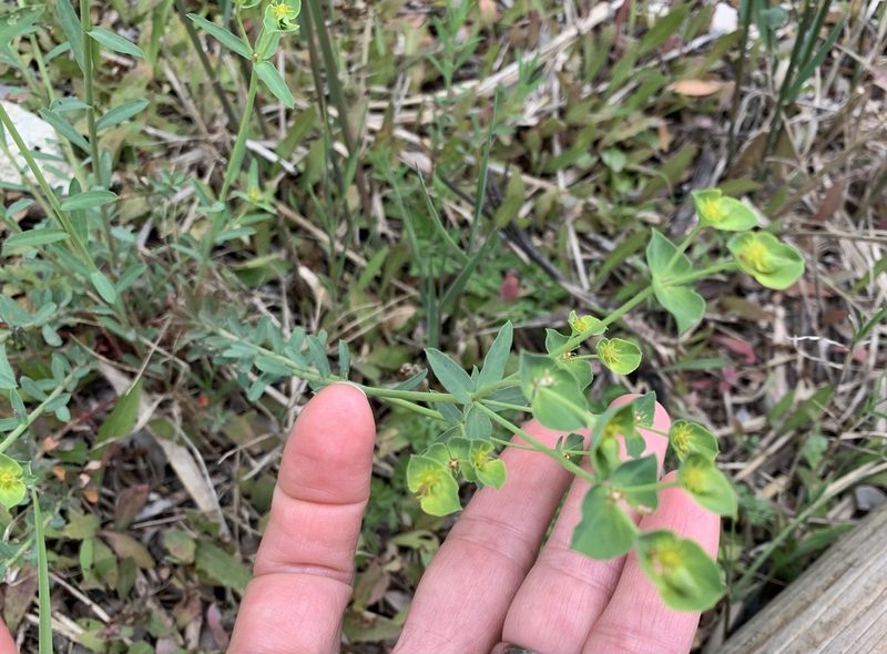 Euphorbia terracina, photographed by Katrin Simon