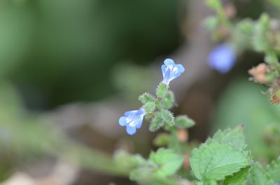 Salvia misella, photographed by Center for Urban Ecology