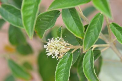 Croton cortesianus, photographed by Center for Urban Ecology