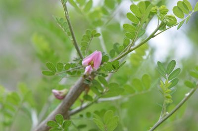Coursetia axillaris, photographed by Center for Urban Ecology