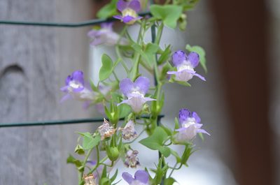 Maurandella antirrhiniflora, photographed by Center for Urban Ecology