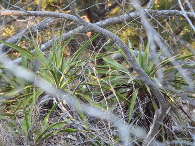 Yucca rupicola, photographed by GayleIsTired