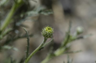 Xanthisma spinulosum, photographed by Elliott Gordon