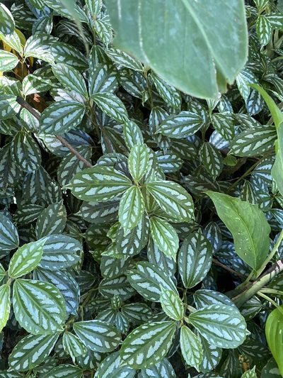 Pilea cadierei, photographed by Thomas Dreux