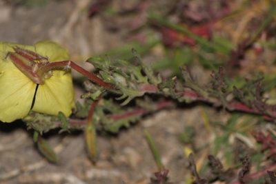 Oenothera flava, photographed by José Belem Hernández Díaz