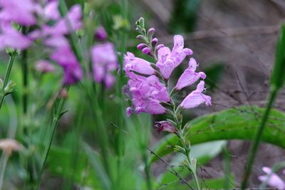 Physostegia pulchella, photographed by Michael D Fox
