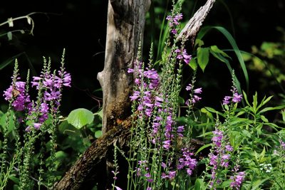 Physostegia pulchella, photographed by Michael D Fox