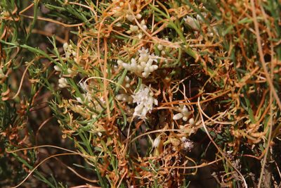 Cuscuta subinclusa, photographed by Millie Basden