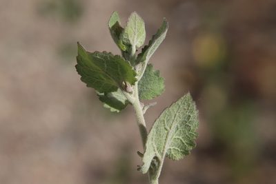 Brickellia californica, photographed by Millie Basden