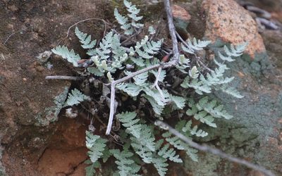Myriopteris newberryi, photographed by Millie Basden