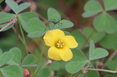 Oxalis californica, photographed by Millie Basden