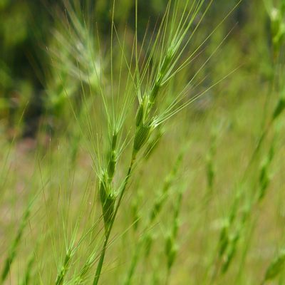 Aegilops triuncialis, photographed by John Hibbard