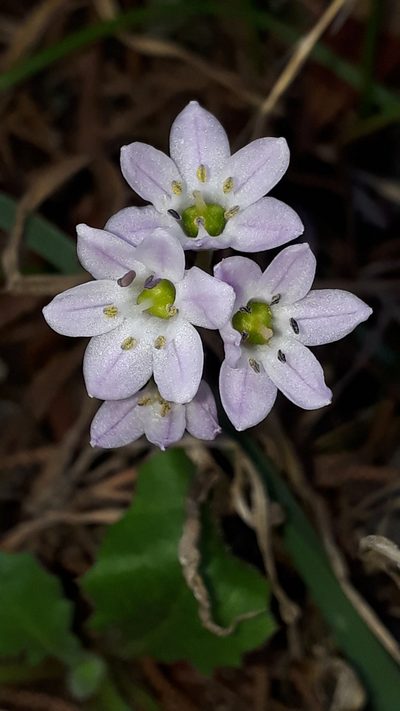 Brimeura fastigiata, photographed by Alessia Guggisberg