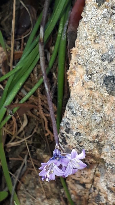 Brimeura fastigiata, photographed by Alessia Guggisberg