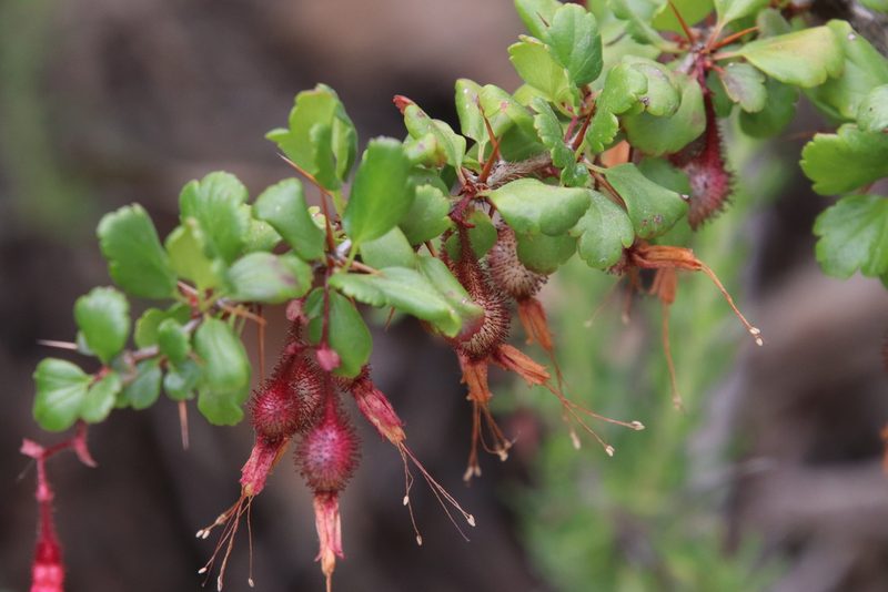 Ribes speciosum, photographed by Millie Basden
