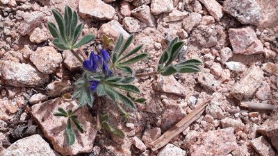 Lupinus gussoneanus, photographed by Alessia Guggisberg