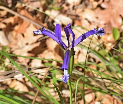 Iris sintenisii, photographed by Kostas Zontanos