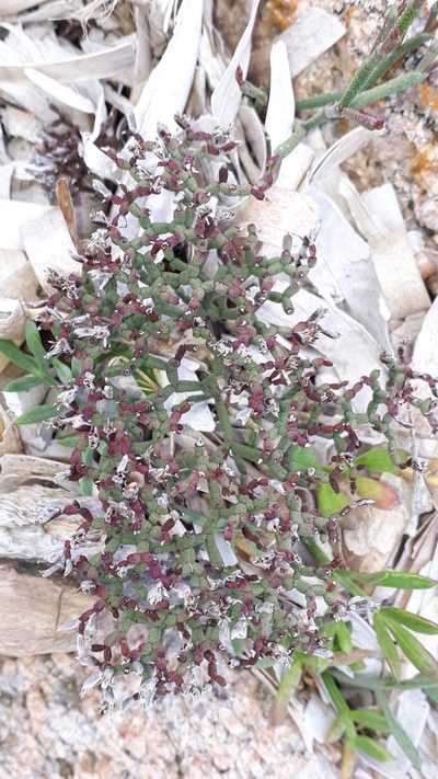 Limonium articulatum, photographed by Alessia Guggisberg
