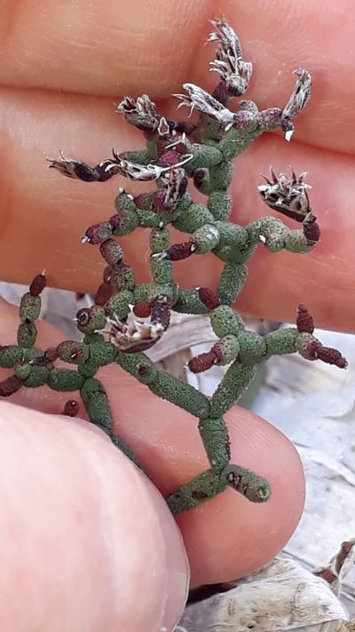 Limonium articulatum, photographed by Alessia Guggisberg