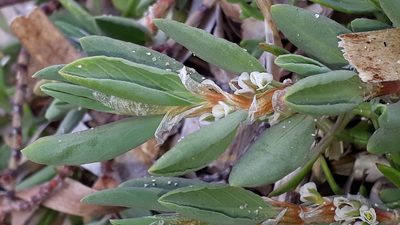 Polygonum maritimum, photographed by Alessia Guggisberg