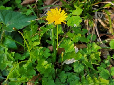 Aposeris foetida, photographed by Elias