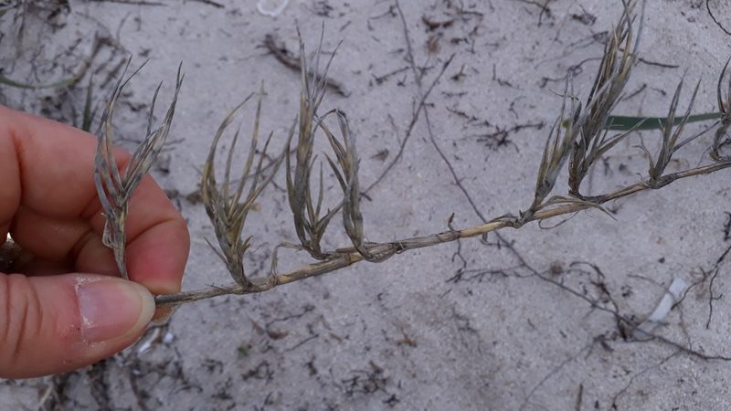 Sporobolus pungens, photographed by Alessia Guggisberg