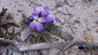 Matthiola tricuspidata, photographed by Alessia Guggisberg