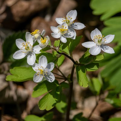 Isopyrum thalictroides, photographed by Piotr Lukasik