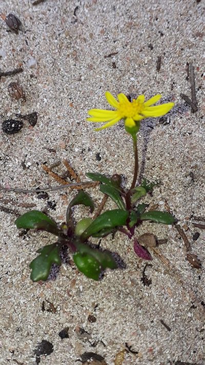 Senecio transiens, photographed by Alessia Guggisberg