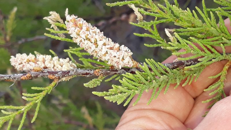 Tamarix africana, photographed by Alessia Guggisberg