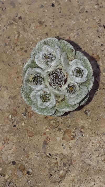 Filago tyrrhenica, photographed by Alessia Guggisberg