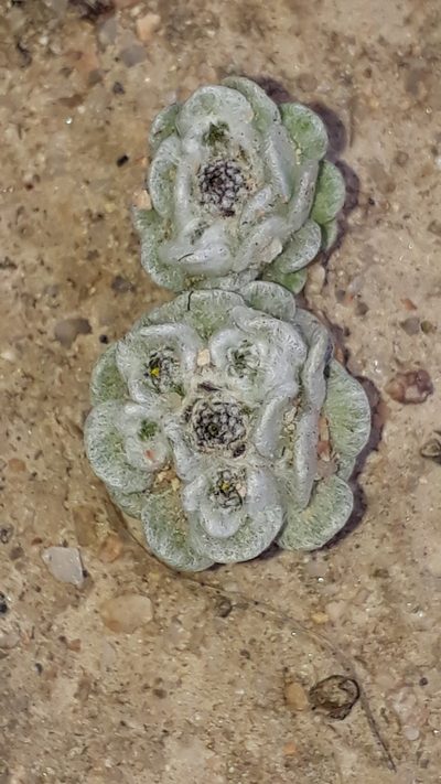 Filago tyrrhenica, photographed by Alessia Guggisberg