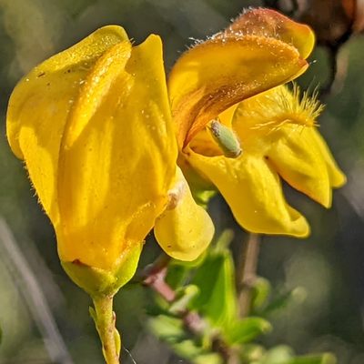 Keckiella antirrhinoides, photographed by James Fowler